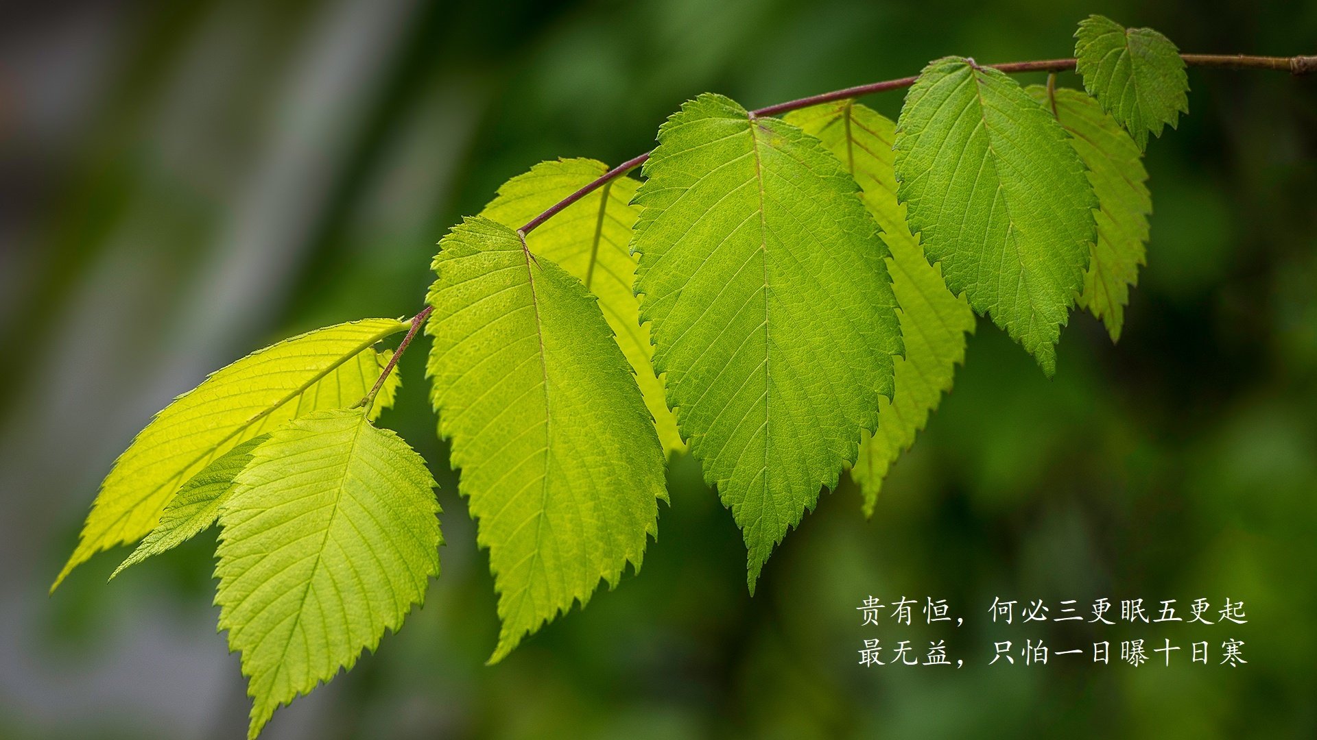 乐鱼（LEYU）体育-“中超外援政策调整：阵容竞争日趋激烈”，中超外援规则及限制政策
