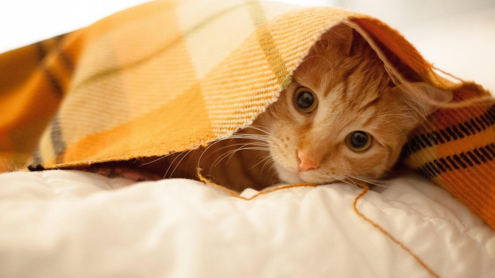 特色足球主题的城市雕塑成为城市新地标,提升城市文化品位,有足球标志的城市