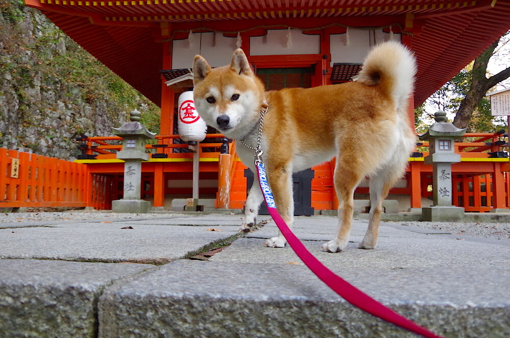 自由泳中距离吉尔吉斯斯坦节奏把控良好,自由泳之王