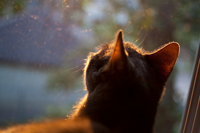 英格兰橄榄球市场前景吸引企业资本关注，英式橄榄球官网